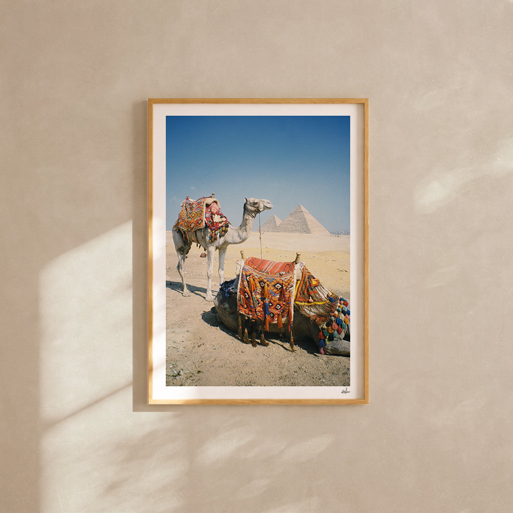 Egypt Travel Fine Art Print — Pyramids of Giza & Camels | Analog Film Photography | Egypt Wall Art