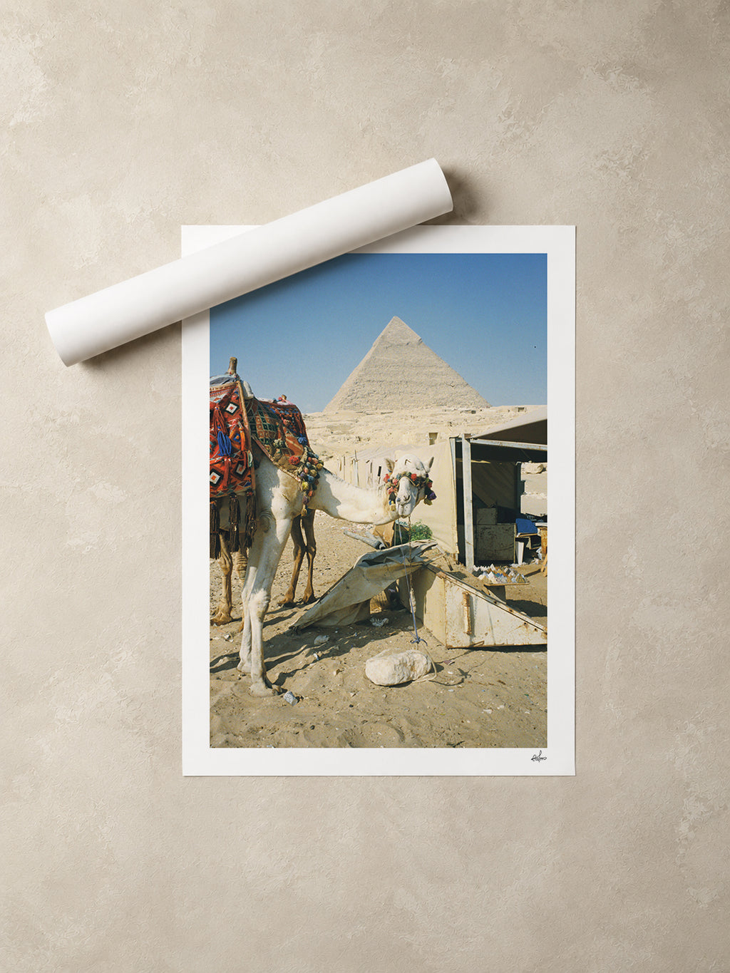 Egypt Travel Fine Art Print — Giza White Camel | Analog Film Photography | Camel Market Wall Art