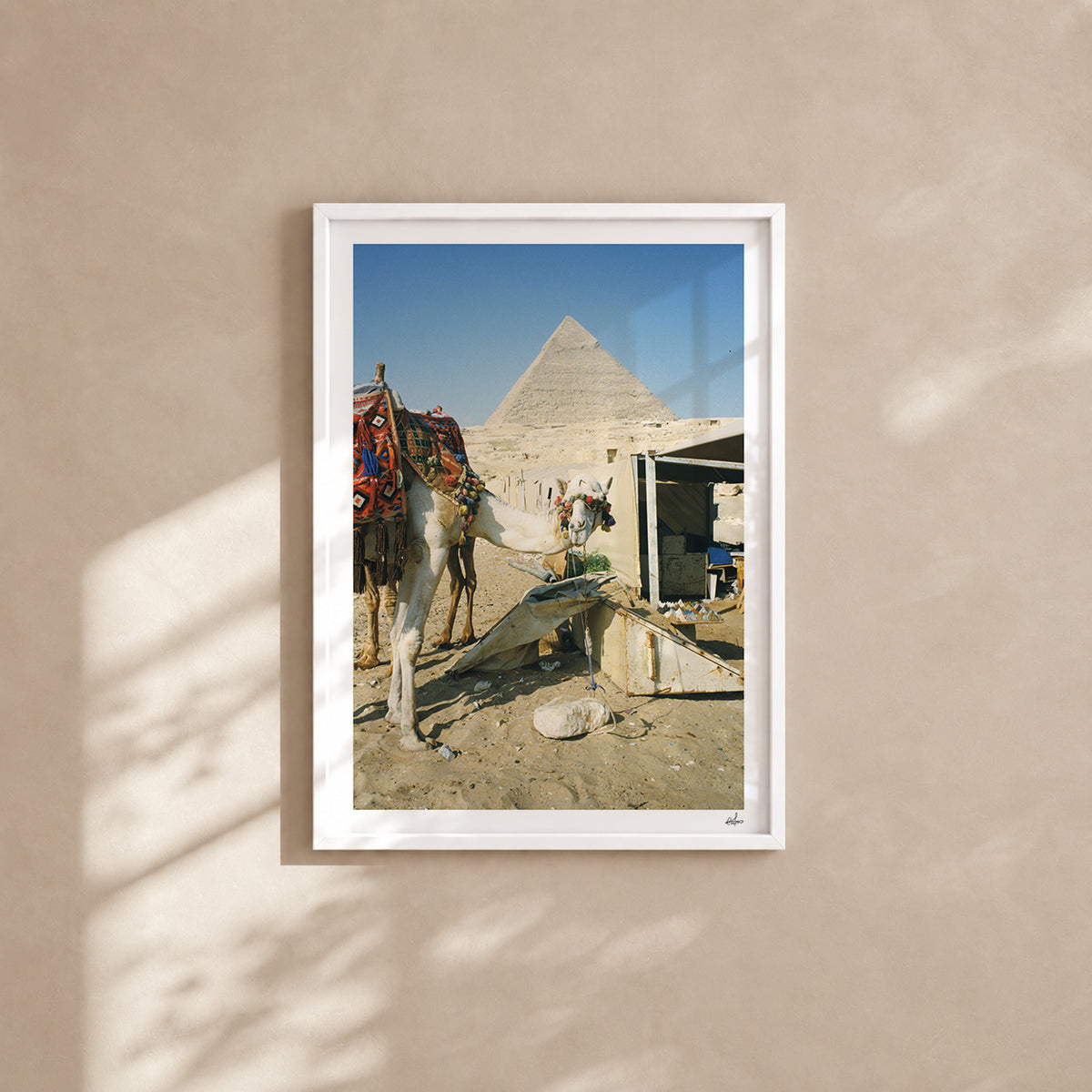 Egypt Travel Fine Art Print — Giza White Camel | Analog Film Photography | Camel Market Wall Art