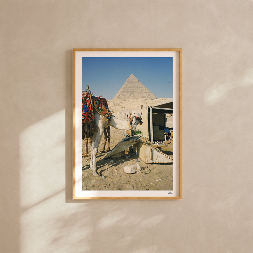Egypt Travel Fine Art Print — Giza White Camel | Analog Film Photography | Camel Market Wall Art