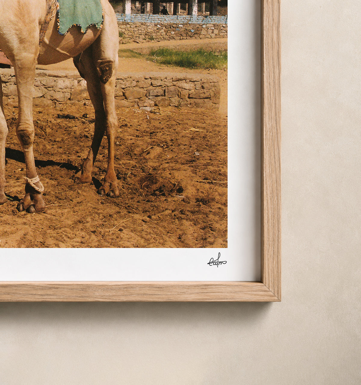 Egypt Travel Fine Art Print — Aswan River Camel | Analog Film Photography | Nile River Wall Art