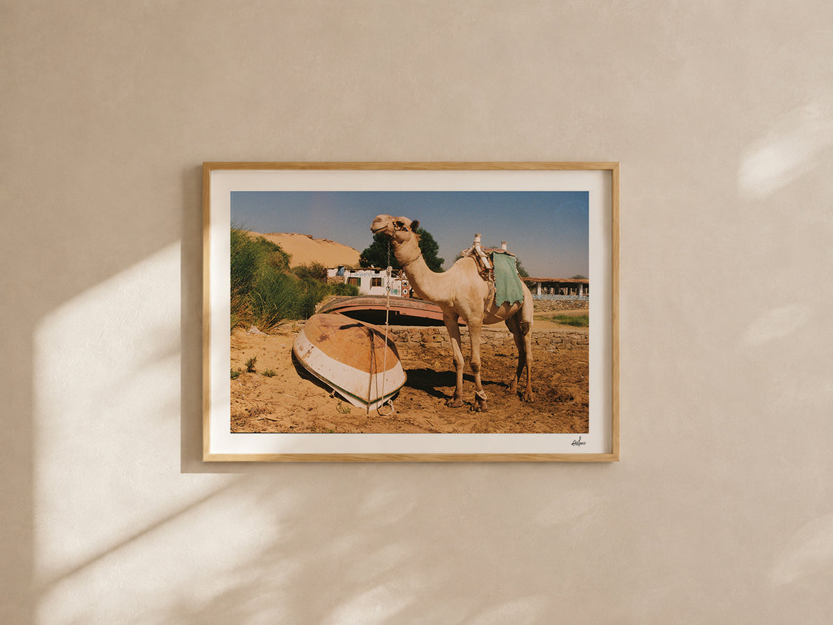 Egypt Travel Fine Art Print — Aswan River Camel | Analog Film Photography | Nile River Wall Art