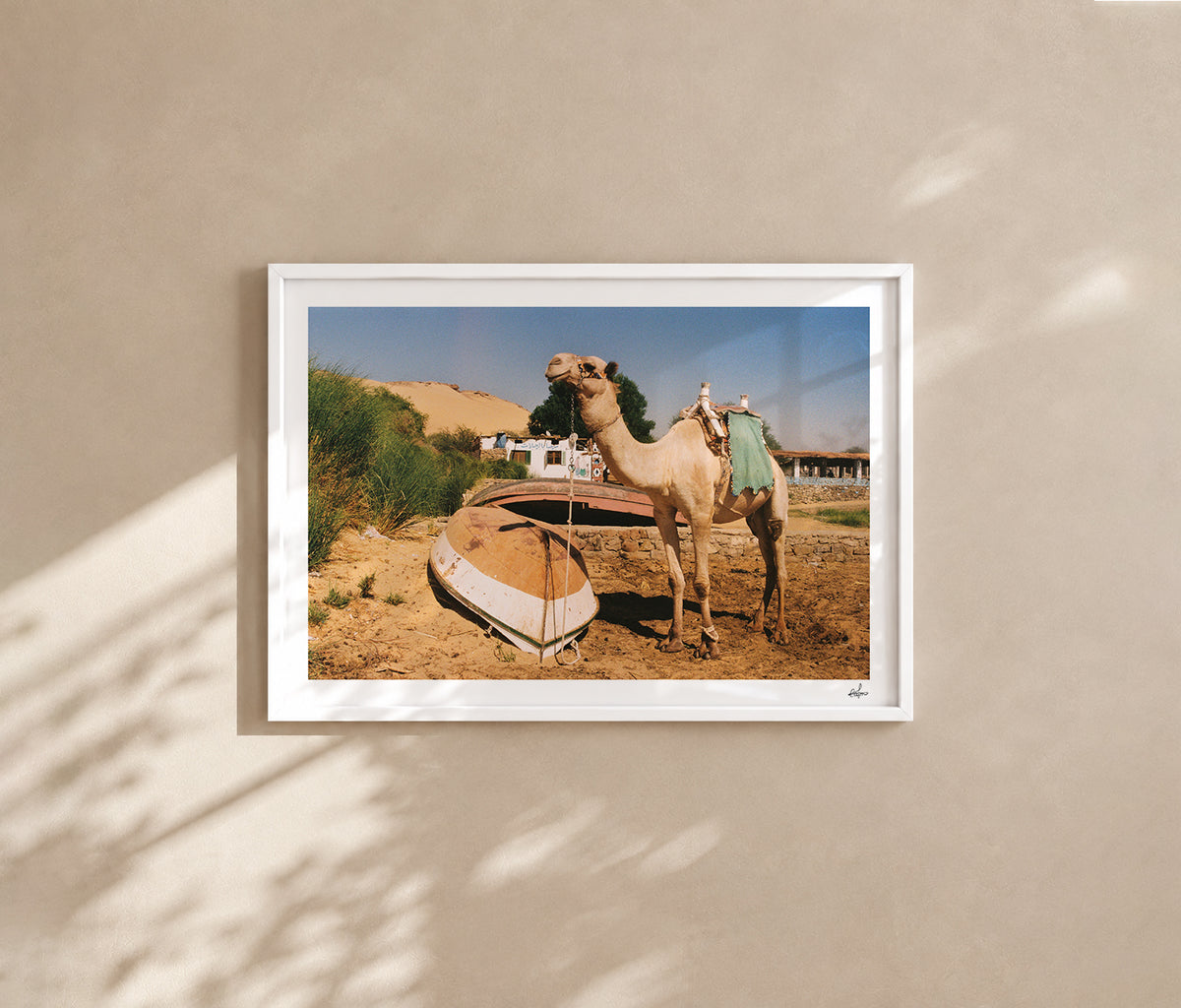 Egypt Travel Fine Art Print — Aswan River Camel | Analog Film Photography | Nile River Wall Art