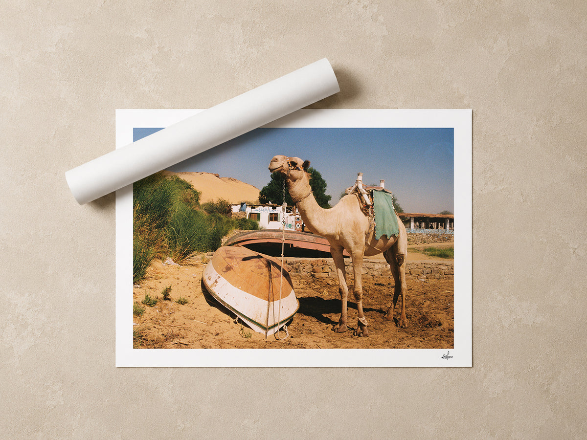 Egypt Travel Fine Art Print — Aswan River Camel | Analog Film Photography | Nile River Wall Art