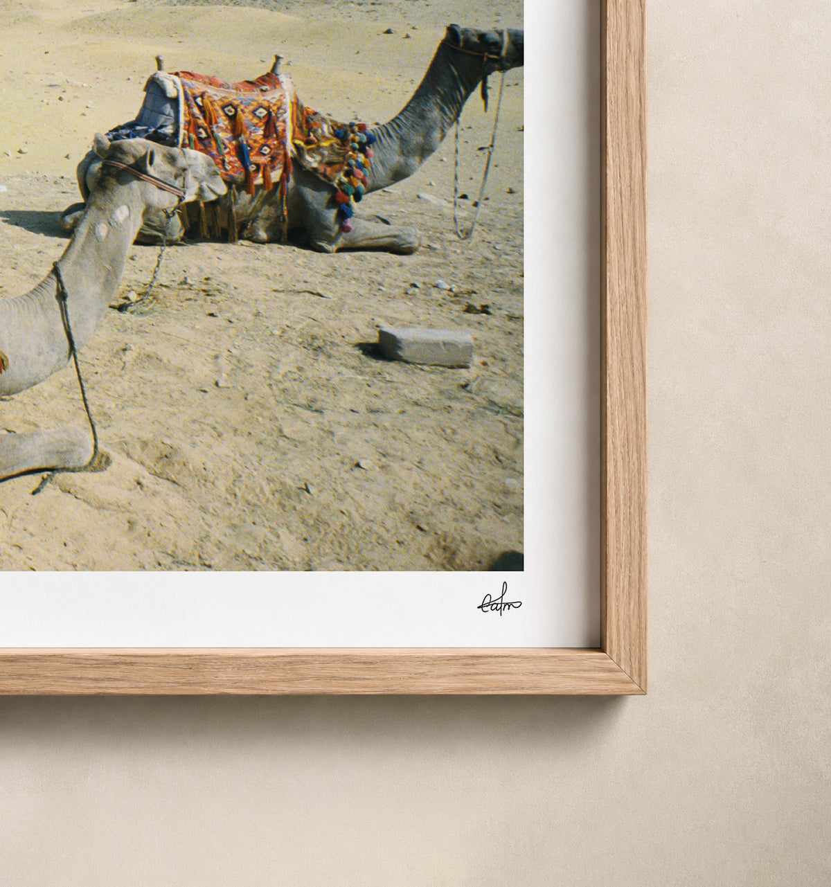 Egypt Travel Fine Art Print — Giza Camel Caravan | Analog Film Photography | Pyramids of Giza Wall Art