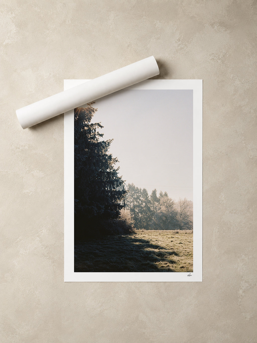 Winter sun through a fir tree over a frosted meadow, Auvergne, France — unframed fine art print lying flat beside a rolled print