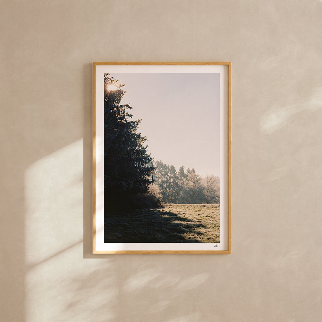 Winter sun through a fir tree over a frosted meadow, Auvergne, France — analog film photography print framed in natural oak