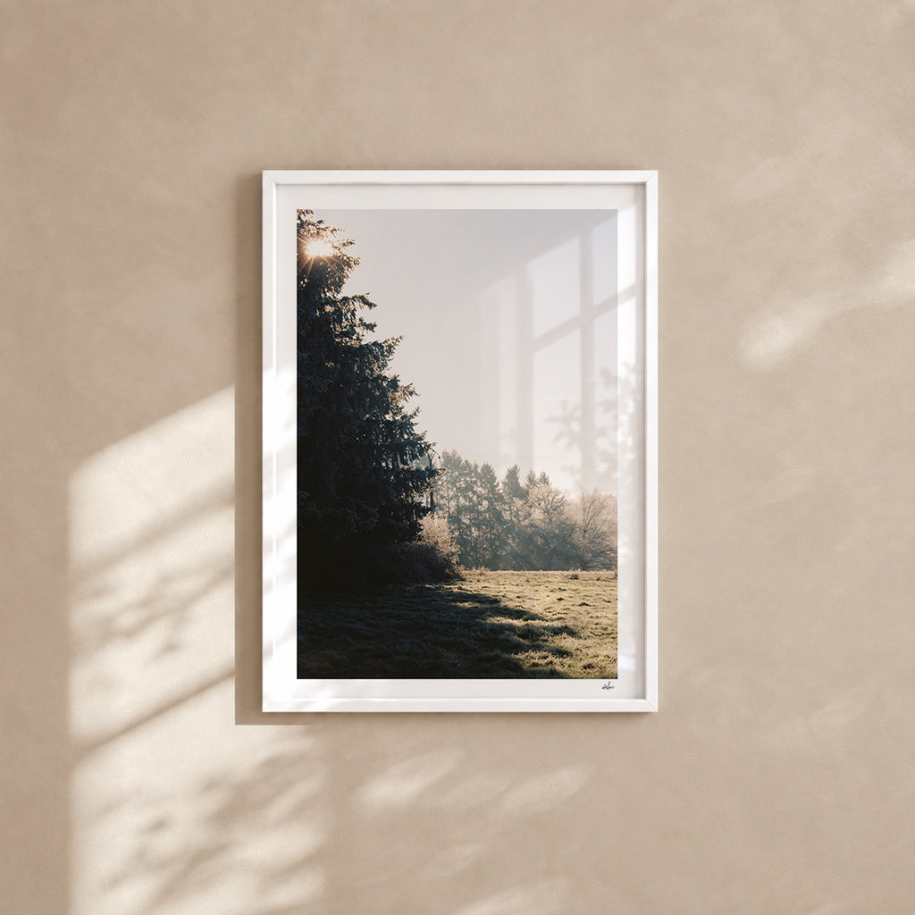 Winter sun through a fir tree over a frosted meadow, Auvergne, France — analog film photography print in a white wood frame