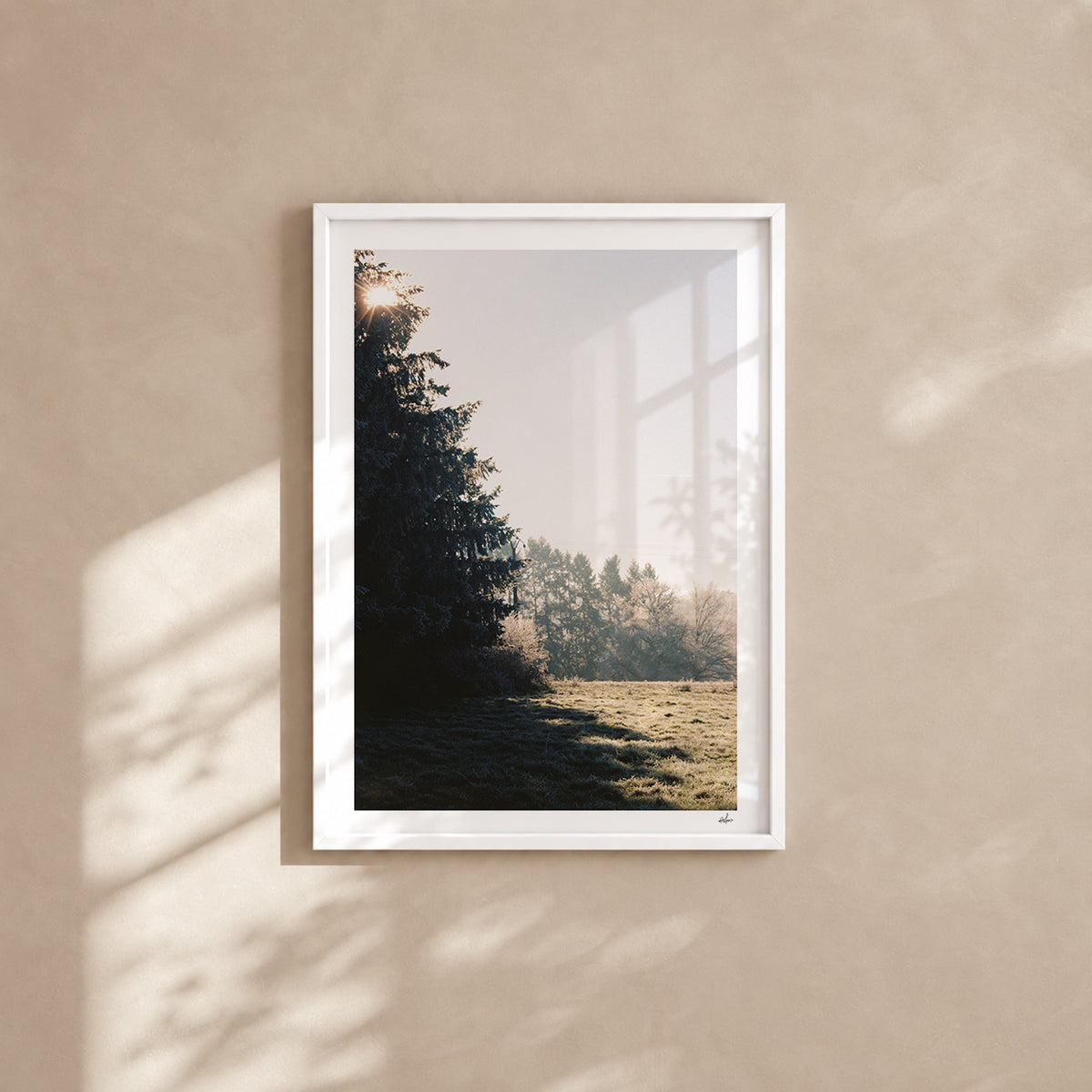 Winter sun through a fir tree over a frosted meadow, Auvergne, France — analog film photography print in a white wood frame