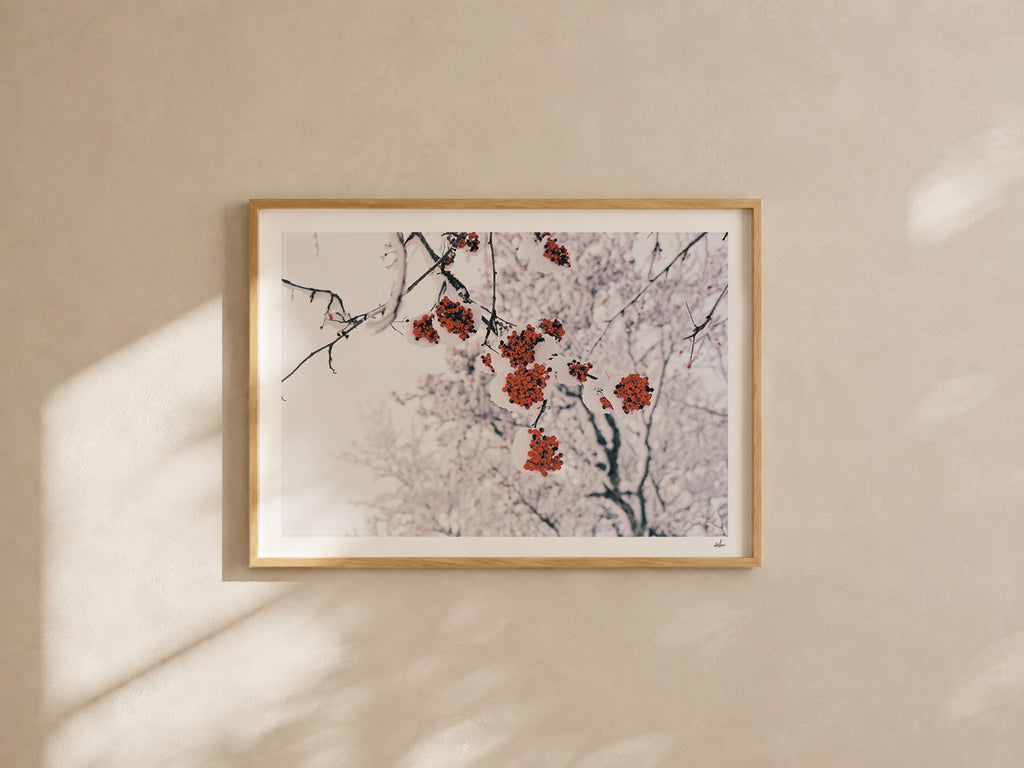 Red rowan berries under fresh snow, Auvergne, France — analog film photography print framed in natural oak