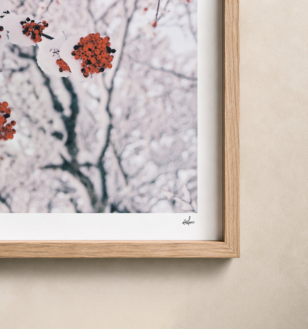 Red rowan berries under fresh snow, Auvergne, France — close-up of the print's white border and oak frame