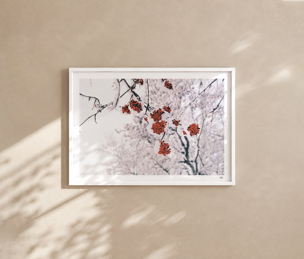 Red rowan berries under fresh snow, Auvergne, France — analog film photography print in a white wood frame