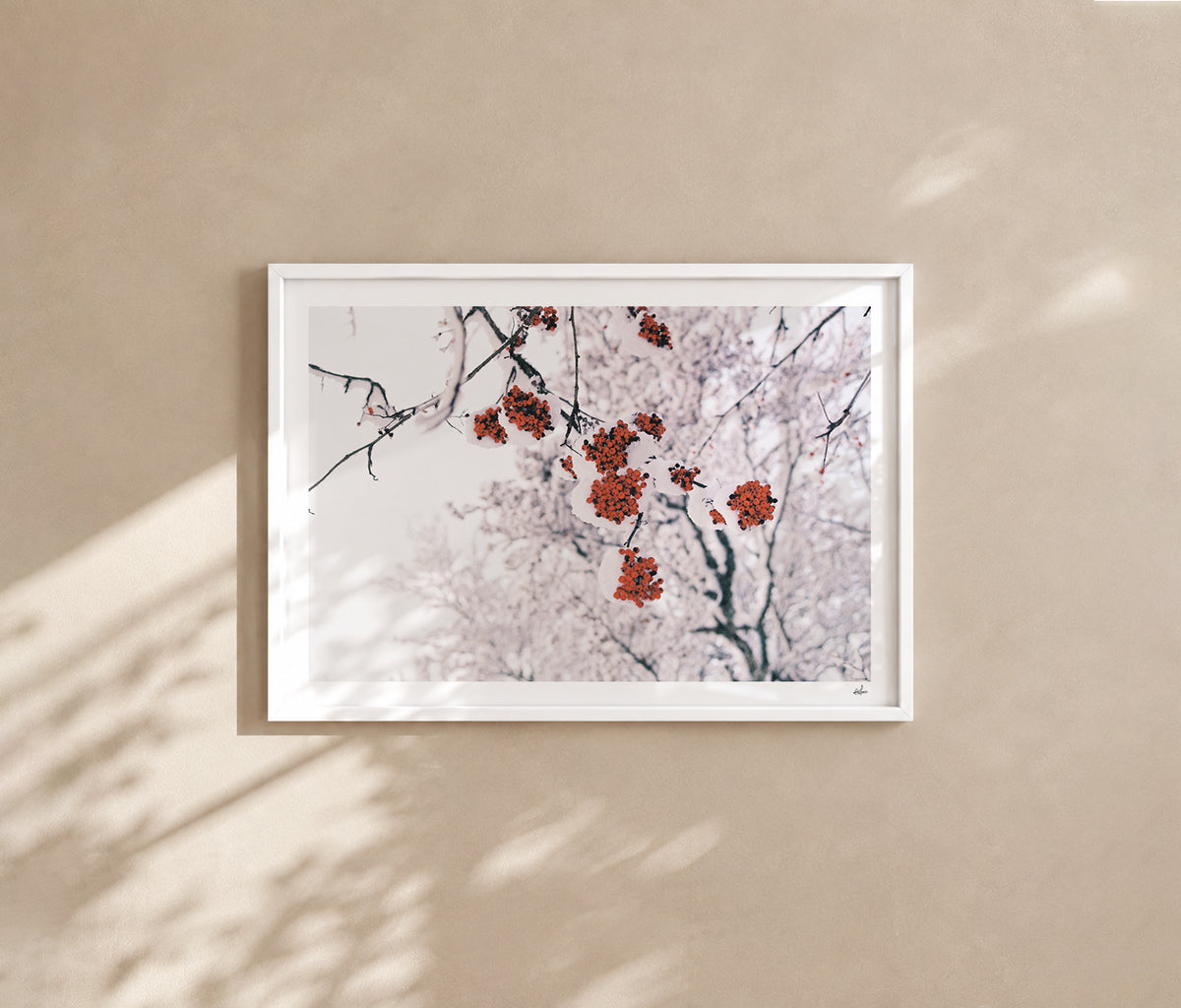 Red rowan berries under fresh snow, Auvergne, France — analog film photography print in a white wood frame