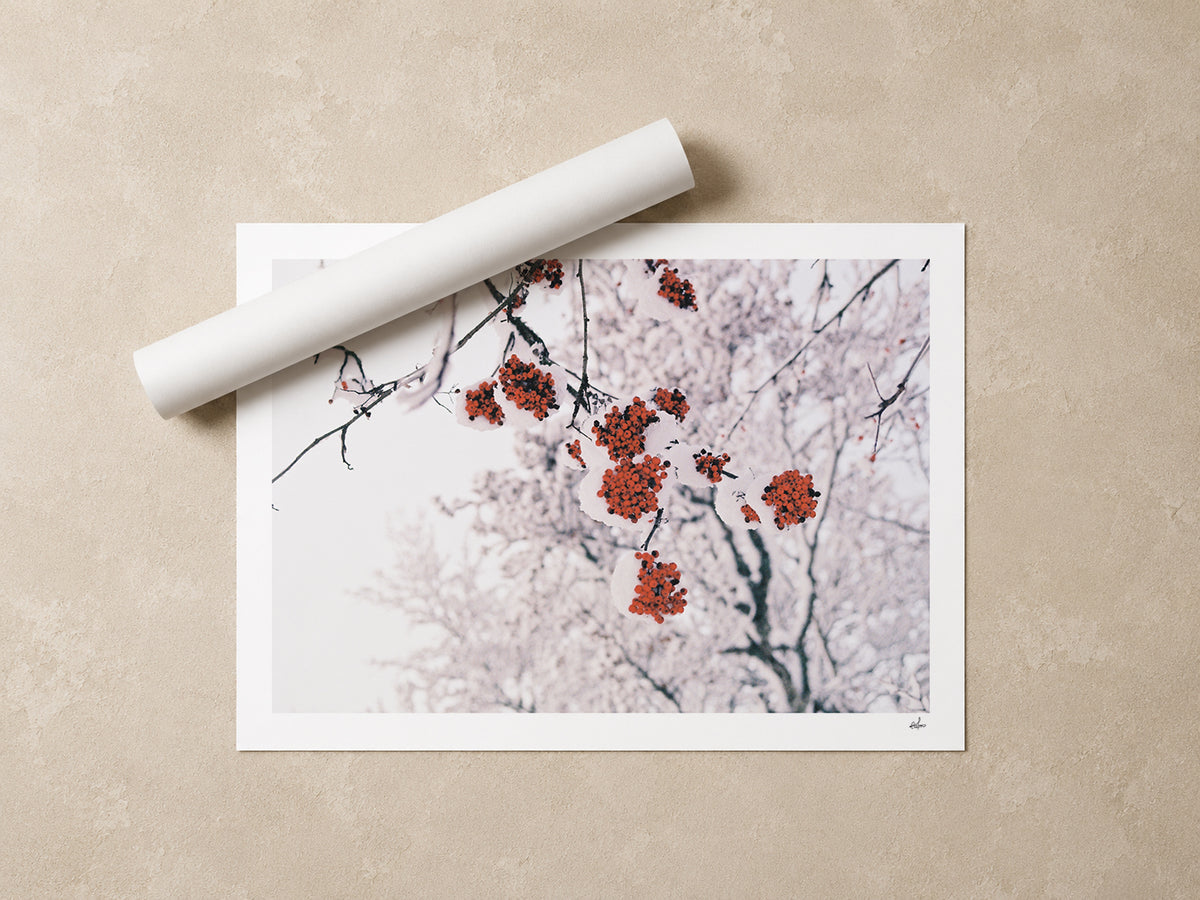 Red rowan berries under fresh snow, Auvergne, France — unframed fine art print lying flat beside a rolled print